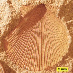 External mold of a bivalve from the Logan Formation, Lower Carboniferous, Ohio
