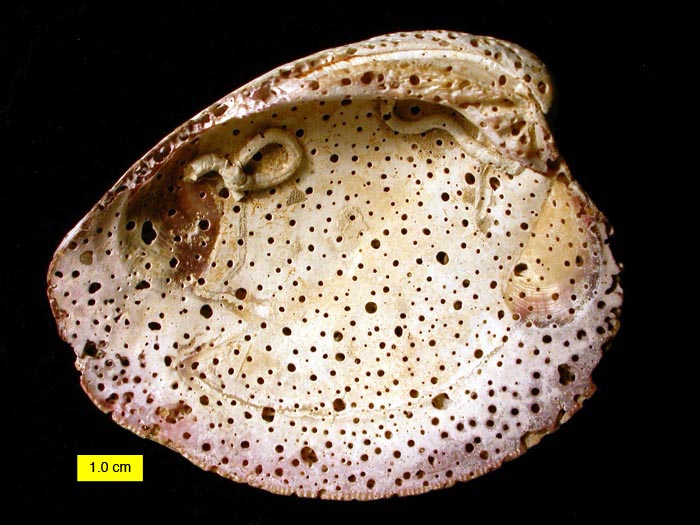 Sponge borings (Entobia made by the genus Cliona) and encrusters on a shell of the modern hard clam, w:Mercenaria mercenaria, from North Carolina. This encrustation and boring happened after the death of the clam when the shell was empty. Photograph taken by Mark A. Wilson (Department of Geology, The College of Wooster), 2007. English Wikipedia [Public domain]