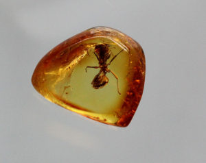 Fossil ant in Baltic amber