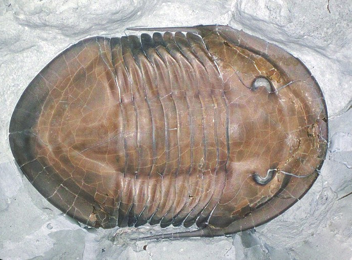 Isotelus maximus fossil, Upper Ordovician, Oldenburg, Indiana, USA (Wikimedia Commons) Modified by Callan Bentley