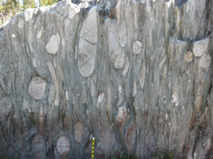 A photograph of an outcrop about 1 m wide by 1 m tall, showing a metaconlomerate with various compositons of cobbles, and exhibiting a well-developed vertical foliation. Tough, strong clasts are round and chunky, while weaker clasts have been smeared out into ribbon-like forms that wrap around the strong ones. A pencil provides a sense of scale.