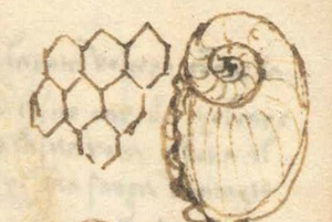 Drawing of Palaeodytion specimen, Leonardo da Vinci, Paris Manuscript I