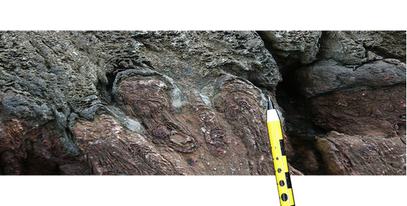A 12-step animation showing the horizontal compression and vertical elongation of a body of rock containing both primary stromatolites and secondary foliation.