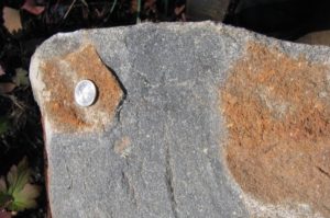 Photograph of an outcrop of diabase showing a rusty weathering rind and a fresh surface that is dark in color. A quarter serves as a sense of scale.