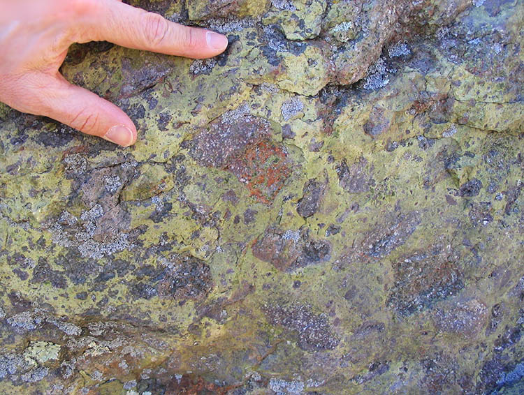 Photograph showing an outcrop of rock with a hand for a sense of scale. The rock consists of dark purple chunks that have white spots in them, surrounded by a "matrix" of fine-grained green material.