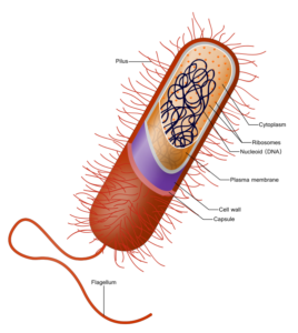 A model of a prokaryotic cell.