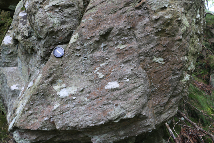 Photograph showing an outcrop of poorly sorted diamictite. A lens cap provides a sense of scale.