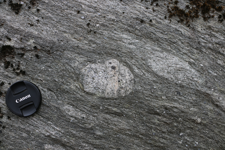 Photograph showing several outsized granite clasts in metadiamictite. A lens cap provides a sense of scale.