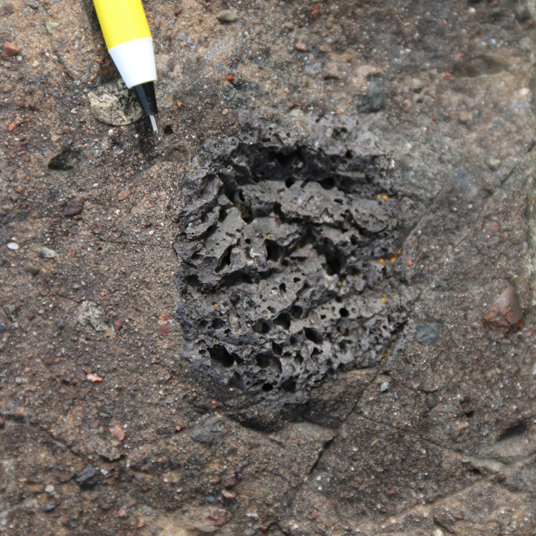 Photograph showing a large (cobble-sized) clast of vesicular basalt within a poorly sorted diamictite, with a pencil for scale.