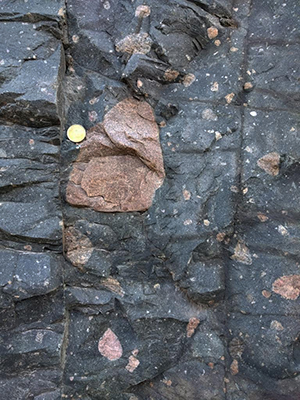 Photgraph showing an outcrop of Gowganda Tillite, with a dark matrix and isolated clasts of various sizes of pink granite. A coin provides a sense of scale.