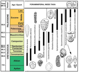 Select index foraminifera from the Cretaceous and Paleogene. For educational purposes from the Geologic Timescale Foundation, https://timescalefoundation.org/. Modified by Shelley Jaye.
