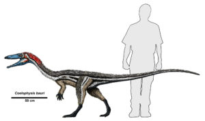 The dinosaur is about 1/2 as tall as a grown human, but has a long body that is longer than a human if it was laying down.