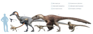 It shows six different raptors, with some very small (barely a foot long) to large (Utahraptor is as tall as a human and 16 feet long.