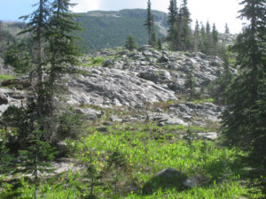 Photograph of a partly forested scene on a mountaintop. In the foreground are wildflowers and coniferous trees. In the center is a lumpy outcrop: pillow basalts. In the background is another mostly-forested mountain ridge.
