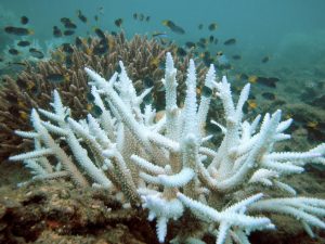 Bleached Acropora coral, normal coral in the background. Coral become bleached when they lose their zooxanthellae algae, typically due to high water temperatures (Source: Public Domain).
