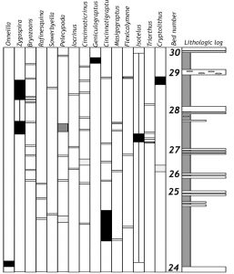 Fossil occurrences, stratigraphically, within the Alexandria Submember of the Kope Formation. This data was compiled from studies at six sites. Fossil occurrences at 5-6 sites are indicated with black bars. Gray bars identify fossils found at 3-4 sites. Light gray bars indicate fossils found at 1-2 sites. Dark gray to black bars could be considered fossils zones (range zones) useful for biostratigraphic correlation (Kohrs, 2003).