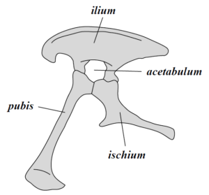 Pelvis with an open structure