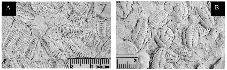 Fossil specimens, molts of the trilobite Triarthrus eatoni, from the Alexandria Submember of the Kope Formation, Cincinnati, OH. An exquisite fossil lagerstatten, these particular specimens could be indicating behavior. As these are molts, there are one of two options for how they arrived to be buried here. A large concentration of these molts managed to concentrate here from further upshore. Or, these molts indicate potential mating behavior, as the arthropod shed its exoskeleton (Kohrs, 2003).