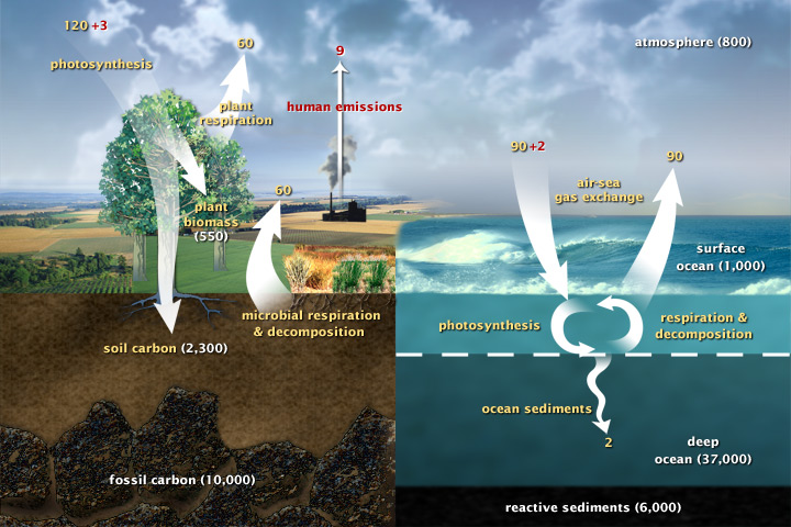 The carbon cycle, broken up into its two parts, the fast and slow carbon cycles. The fast carbon cycle moves carbon through the Earth's systems across short time periods, such as through photosynthesis and decomposition. The slow carbon cycle sees fluxes in carbon storage across much longer time spans, such as storage of carbon in limestones and fossil fuel deposits (Source: NASA Earth Observatory).