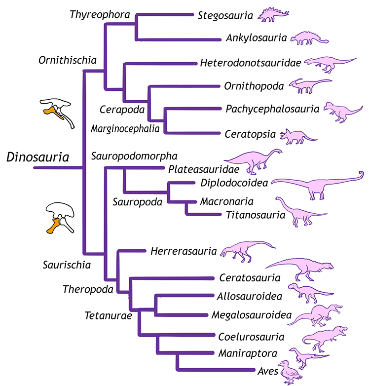 It shows how all this dinosaurs are related as described in the chapter