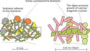 How algal filaments bind sediment