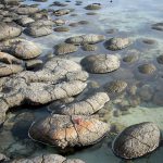 Modern stromatolite domes, Shark Bay