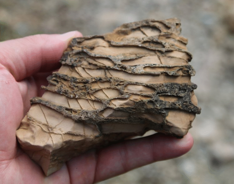 Animated GIF showing points of annotation on the previous photo. 1 indicates limestone, 2 indicates a rip-up clast, 3 shows quartz sandstone, 4 shows the edge of the lithified sample, 5 shows thin quartz veins, 6 shows the background surface enviroment where the sample was collected, and 7 shows differential weathering: quartz sandstone poking out in high relief, limestone etched away in low relief.