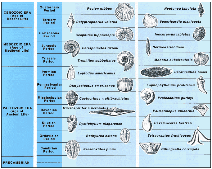 Some common index fossils (Source: USGS)