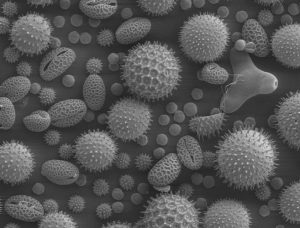 Electron microscope image of pollen grains from various common plants. Examples here include sunflowers, hollyhocks, lilies, caster beans, morning glories, and primroses. (Source: Windows2Universe.org via Chuck Daghlian and Louisa Howard, Dartmouth Electron Microscope Facility).