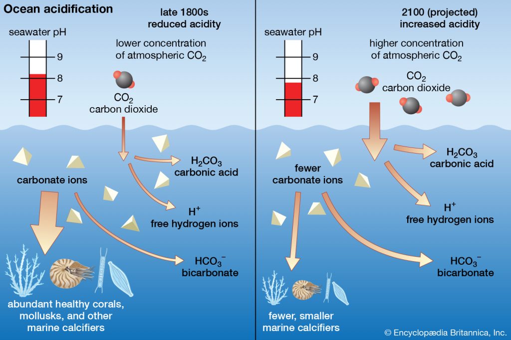 One effect of increasing carbon dioxide levels in the atmosphere is direct increase of carbon dioxide levels in the marine realm, as carbon dioxide emitted is concentrated first in the hydrosphere. Adding carbon dioxide to the ocean leads to a lowering of pH and dissociation of Ca+ and bicarbonate, making shell production more difficult to impossible, in extreme scenarios (Source: Brittanica Online)