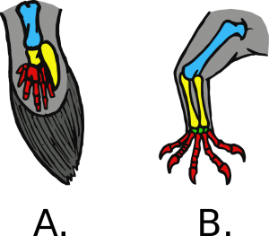 Comparison of fish fins to tetrapod limbs limbs
