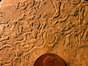 Helminthoposis trace fossil