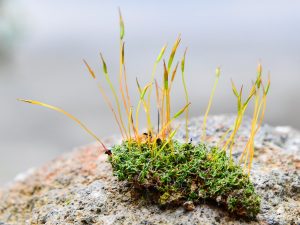 Moss with spore packets