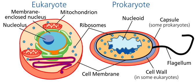Prokaryotes vs. eukaryotes