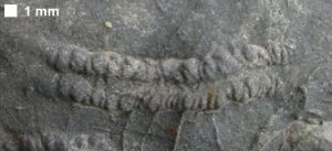 Cruziana trace fossil