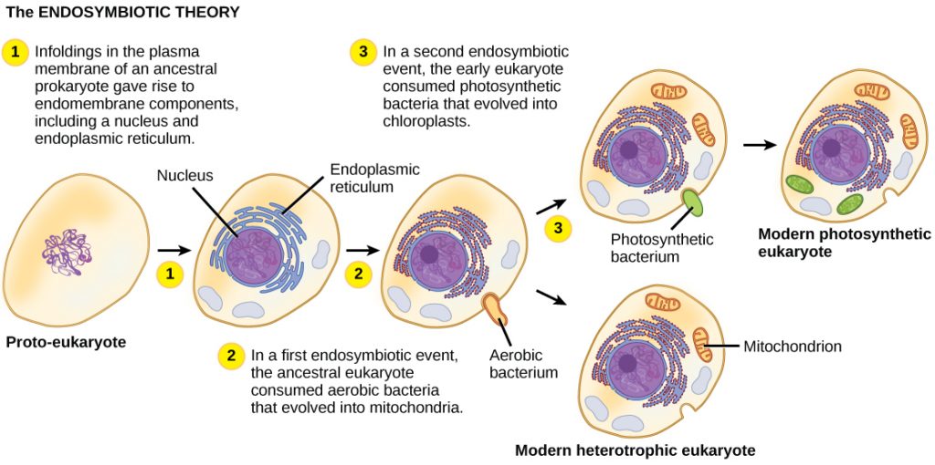 Diagram outlining endosymbtio