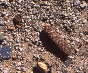 An Eocene spruce cone