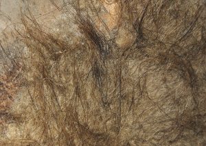 Wooly mammoth (Mammathus primigenius) hair