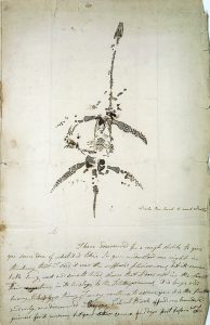 The drawing shows the flippers and long neck of the Plesiosaurus.