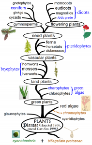 Plant phylogeny