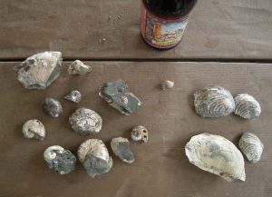 Photograph showing an array of loose fossils: ammonites (11) and inoceramid clams (4) on a picnic table. A beverage bottle provides a sense of scale; the field of view is about 30 cm wide.