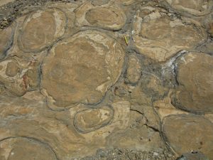 Photograph showing a pavement outcrop of stromatolites. There is a pen provided as a sense of scale; the field of view is about 2 x 3 m. Each stromatolite appears as a series of concentric blobby rings, the largest about 1 m in diameter; the smallest about 20 cm. There are about 12 (wholly or partially) in the field of view.