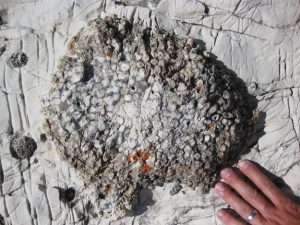 Photograph showing a basketball-sized colonial rugose coral colony in fine-grained limestone. Many, many little coral tubes, each half a centimeter in diameter, are clustered in a massive, round colony. A hand serves as a sense of scale.
