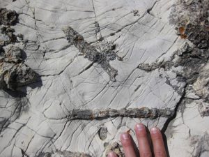 Photograph showing several solidary rugose coral fossils in fine-grained limestone. The fossils are the size of magic markers or cigars, with lots of little internal ridges, paralle to the long axis. A hand serves as a sense of scale.