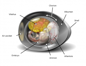 Modern chicken egg showing structures of amniotic egg
