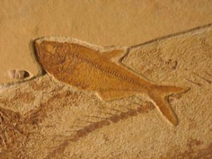 Photograph showing a fossil fish.