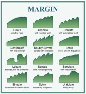 Leaf margin terms. "Entire" refers to leaves with smooth edges, no teeth, no lobes, etc. (Source: By derivative work: McSush (talk)Leaf_morphology_no_title.png: User: Debivort - Leaf_morphology_no_title.png, CC BY-SA 3.0, https://commons.wikimedia.org/w/index.php?curid=7681206)