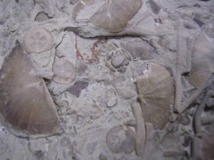 Ordovician fossil limestone