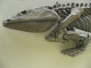 Ichthyostega fossil