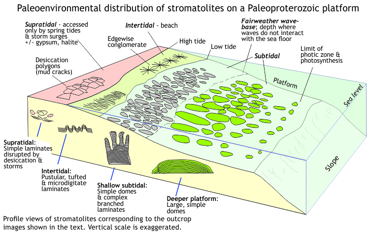 Interpreted distribution of stromatolites across a Paleoproterozoic carbonate platform